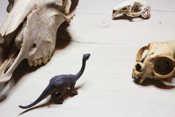 Photography of a diplodocus in white desert with animal skulls