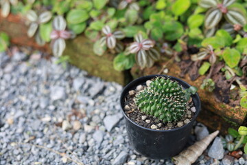 Mutant cactus or Gymnocalycium Cristata is very interest plant