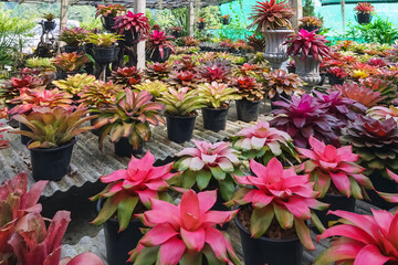 Fototapeta na wymiar Multicolored bromeliad, colorful bromeliad leaves, Tropical plants in green house for garden decoration. Colorful Neoregelia plant for home decoration. Beautiful Neoregelia bromeliad plants in park.