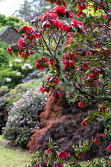 Colourful rhododendron flowers at the picturesque Bolfracks garden on the Bolfracks Estate near Aberfeldy, Perthshire, Highlands of Scotland, UK.