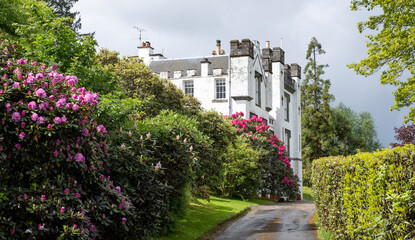 Naklejka premium Colourful rhododendron flowers at the picturesque Bolfracks garden on the Bolfracks Estate near Aberfeldy, Perthshire, Highlands of Scotland, UK.
