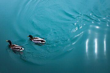 Fototapeta premium Mallard ducks swim in opaque blue water