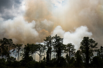 Forest fire in Florida