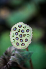 Lotus seed in the garden