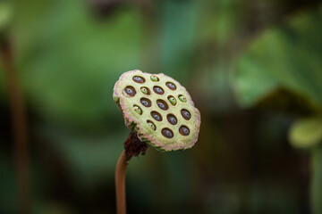 Lotus seed in the garden