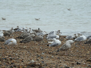 Fototapeta premium A group of seagulls close up on the beach