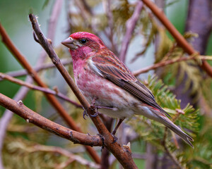Purple Finch Photo and Image. Finch close-up profile view, perched on a branch displaying red colour plumage with a blur forest background in its environment and habitat surrounding.