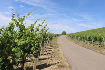 Fototapeta na wymiar Fahrweg durch einen Weinberg im Frühsommer Weinbau Wein 