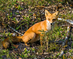 Red Fox Stock Photo and Image. Sitting and basking in the last rays of the setting evening sun in its environment and habitat surrounding with a foliage background. Fox Picture. ©  Aline