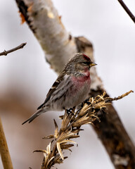 Red poll Photo and Image.  Finch side view perched on foliage with a blur forest background in its environment and habitat surrounding.