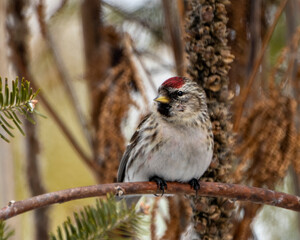 Red poll Photo and Image. Close-up profile view, perched on a spruce branch tree with blur background in its environment and habitat surrounding.