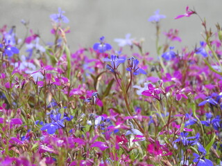 Lots of tiny pink and blue flowers