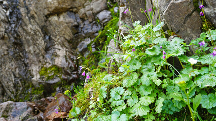 Purple flowers and moss on the rocks of the waterfall. Large leaves covered with drops grow among the moss on the rocks. A small stream flows down the slope. The cascade of the waterfall.