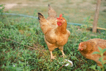 Fototapeta premium Chicken on an organic farm. freely grazing on a meadow. Organic farming, back to nature concept, Chicken on green grass, Beautiful rooster and hen on green village courtyard.
