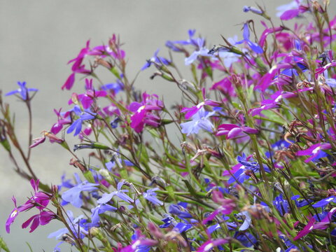 Lots Of Tiny Pink And Blue Flowers