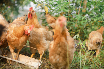Chicken on an organic farm. freely grazing on a meadow. Organic farming, back to nature concept, Chicken on green grass, Beautiful rooster and hen on green village courtyard.