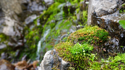 Purple flowers and moss on the rocks of the waterfall. Large leaves covered with drops grow among the moss on the rocks. A small stream flows down the slope. The cascade of the waterfall.