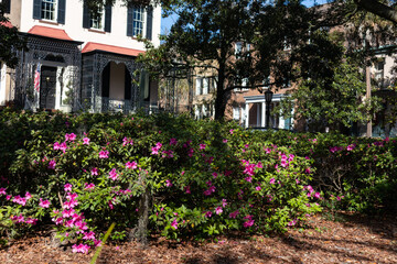 Fototapeta na wymiar Monterey Square with Beautiful Flowers and Old Homes in the Background in the Historic District of Savannah Georgia