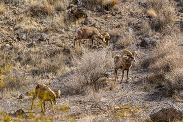 Big Horn Sheep Grazing in the Rocks