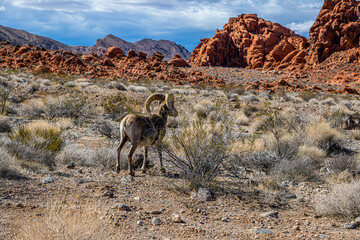 Naklejka premium Big Horn Sheep in the Valley of Fire