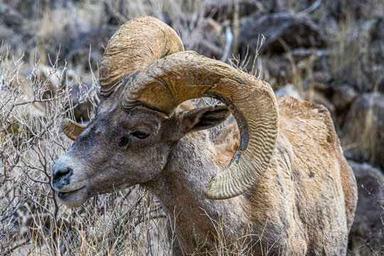 Big Horn Sheep in the Brush