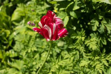 Red flower in garden. Flower on green background.