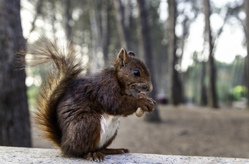 Naklejka na ściany i meble Squirrel eating in the forest