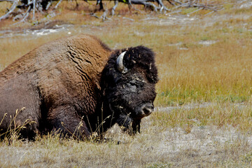 American Bison resting at Yellowstone National Park