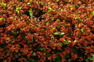 Red flowers background