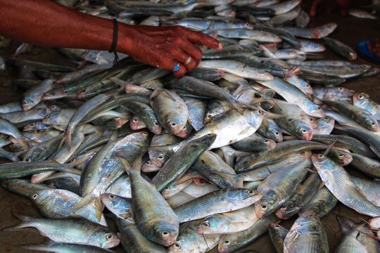 Pile of Hilsa fish in indian fish market for sale ilishi sale in kolkatta fish market