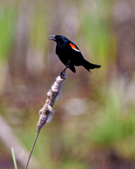 Red-Winged Blackbird Photo and Image. Close-up, perched on a cattail plant with blur background in its environment and habitat surrounding displaying open beak, black feather plumage.
