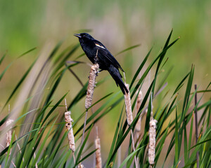 Red-Winged Blackbird Photo and Image. Close-up profile side view, perched on a cattail plant with blur foliage background in its environment and habitat surrounding.