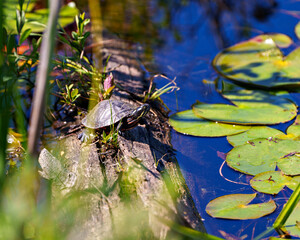 Painted Turtle Stock Photo and Image. Sitting on a log in the pond with water lily pads, displaying its turtle shell, head, paws in its environment and habitat. Turtle Picture. Portrait.