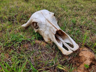 skull of a cattle laying on ground dead bull skull from different angle view