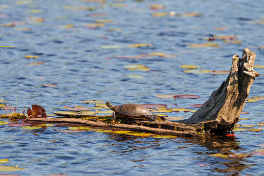 Painted Turtle Stock Photo and Image. Sitting on a log in the pond with water lily pads, displaying its turtle shell, head, paws in its environment and habitat. Turtle Image. Picture. Portrait.
