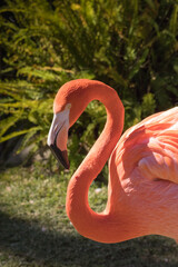 Pink Flamingo in the sunshine