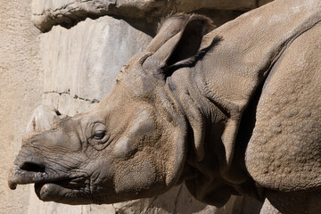 Fototapeta premium Rhinoceros in the sunshine