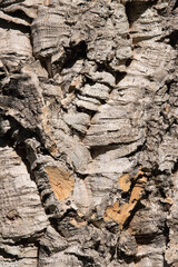 Abstraction in dry wood