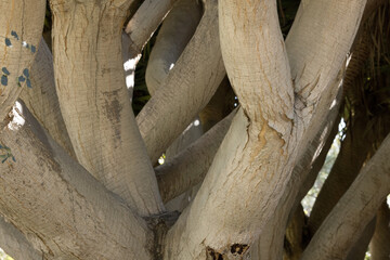Limbs from a dragon blood tree