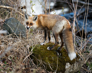Red Fox Photo Stock. Fox Image. Standing on moss rock with blur background and looking at camera in its environment and habitat. Picture. Portrait.