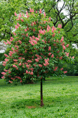 Fototapeta na wymiar Horse Chesnut or Conker Tree with deep orange flowers in full bloom on a sunny, Spring day