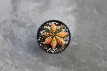 top view of cactus in pot 