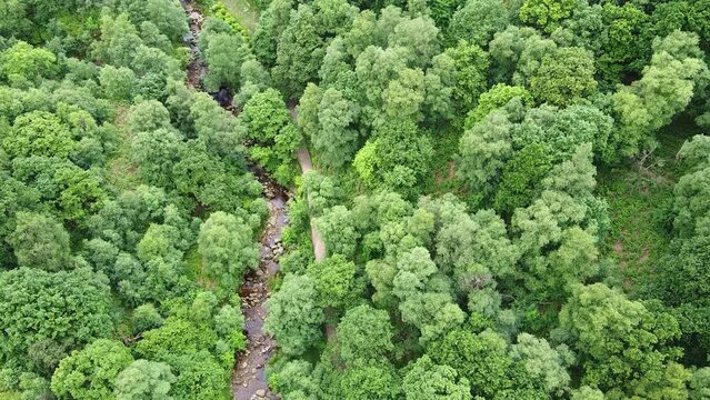 Drone ariel point of view.  Derbyshire Peak District woodlands and small stream