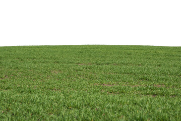 Obraz premium Green field as a background. Green grass in spring isolated on white background.