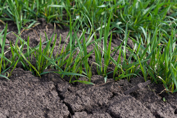 Cracked earth soil as a texture background. Top view.