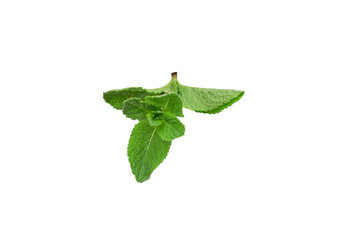 Fototapeta premium Fresh mint leaves isolated on white background.