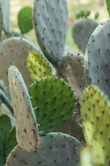Desert cacti plants in the sun.