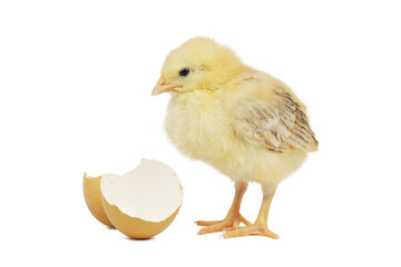 Small yellow chicken with egg shell on a white background.