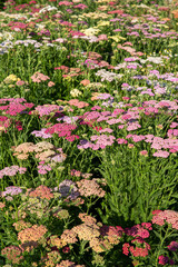 Giardino con vari fiori di achillea di varie sfumature di colore