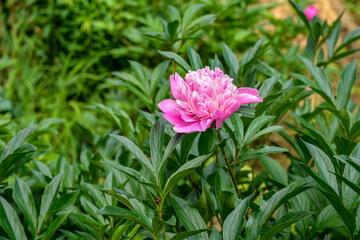Luxurious large purple peonies after the rain in the spring garden